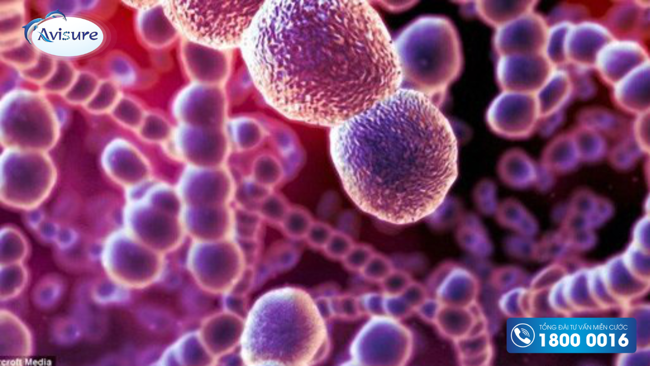 Nhóm lợi khuẩn Streptococcus